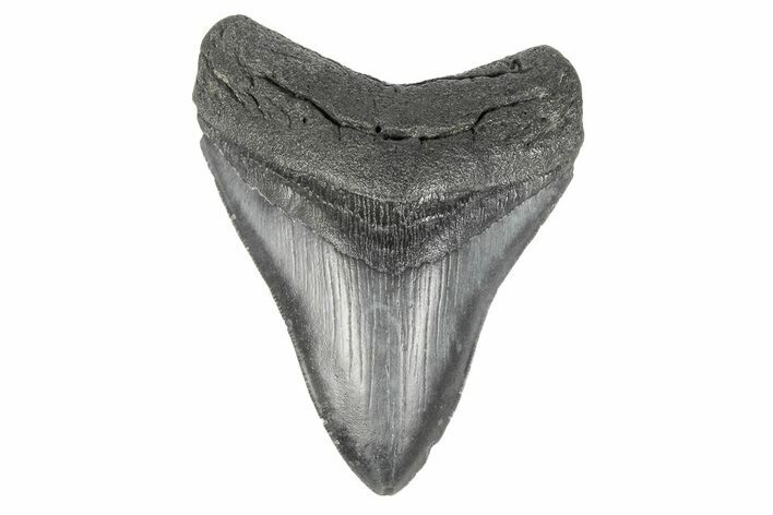 Fossil Megalodon Tooth - South Carolina #190217